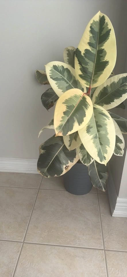 Moving Sale – Large Variegated Rubber Plant (Ficus Tineke) + Pla - photo 2