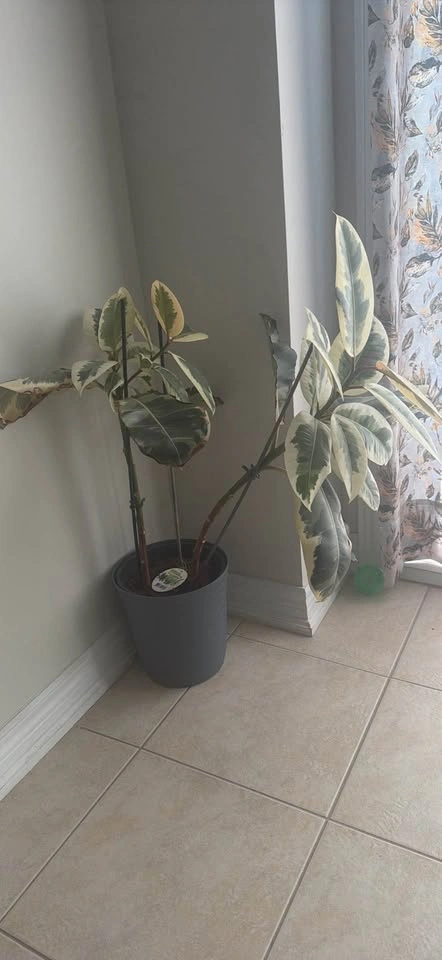 Moving Sale – Large Variegated Rubber Plant (Ficus Tineke) + Pla - photo 3