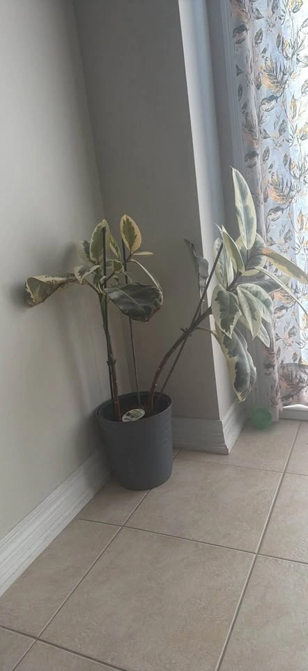 Moving Sale – Large Variegated Rubber Plant (Ficus Tineke) + Pla - photo 4