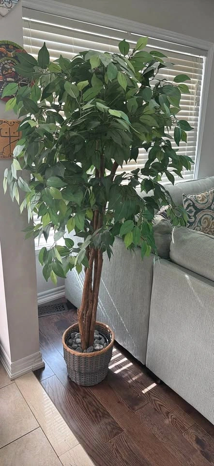 Moving Sale! Large Artificial Ficus Tree with Decorative Basket