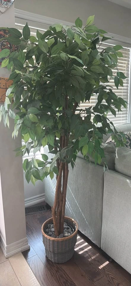 Moving Sale! Large Artificial Ficus Tree with Decorative Basket - photo 2