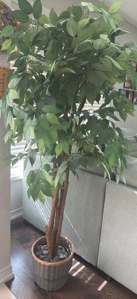 Moving Sale! Large Artificial Ficus Tree with Decorative Basket - photo 3