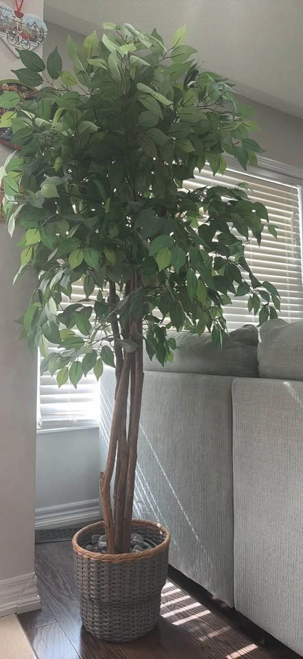 Moving Sale! Large Artificial Ficus Tree with Decorative Basket - photo 4
