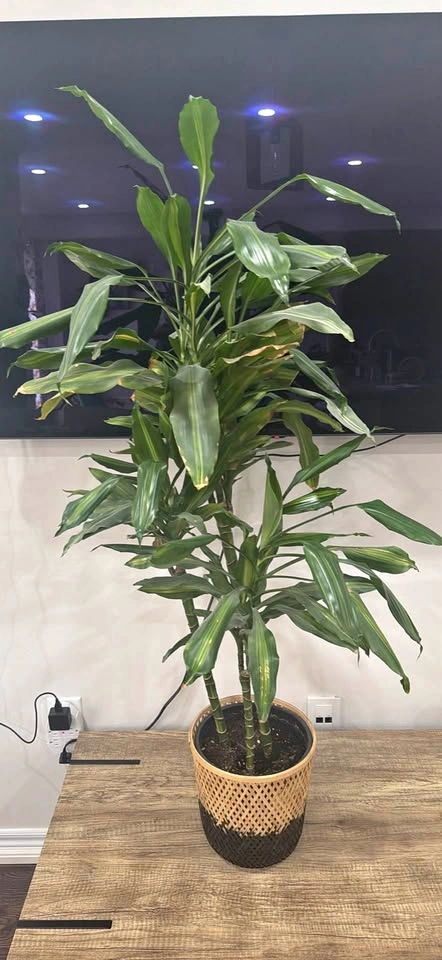 Moving Sale! Indoor Large 4 Ft Dracaena Corn Plant