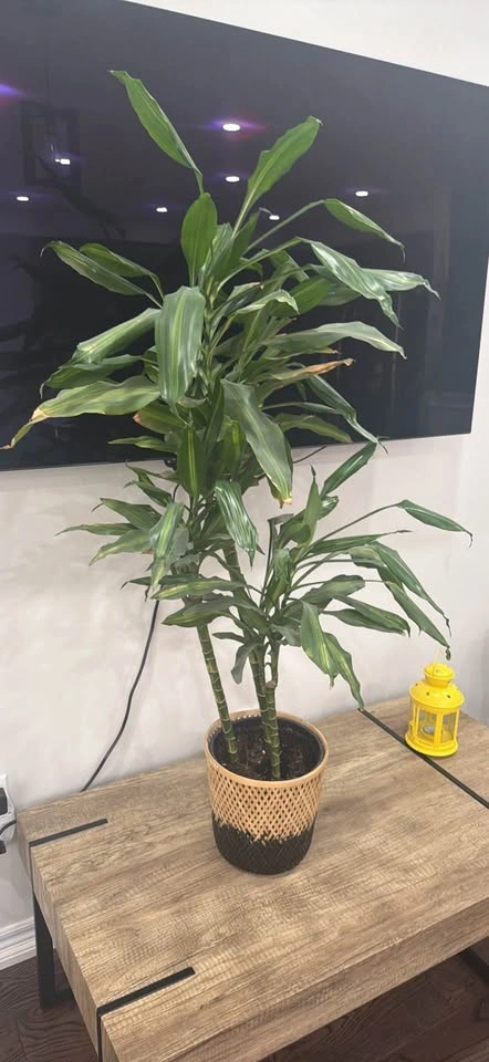 Moving Sale! Indoor Large 4 Ft Dracaena Corn Plant - photo 2