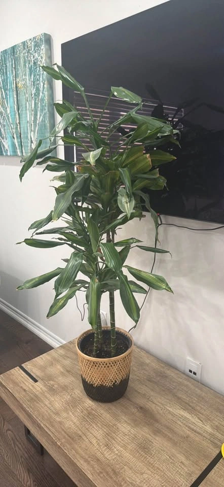 Moving Sale! Indoor Large 4 Ft Dracaena Corn Plant - photo 3