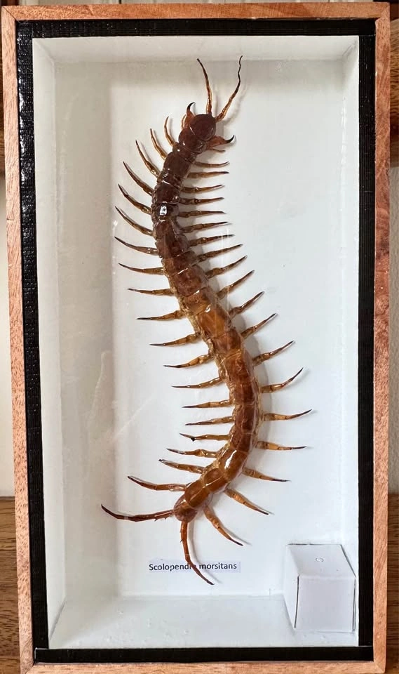 Unique Insect Specimen Display Boxes
