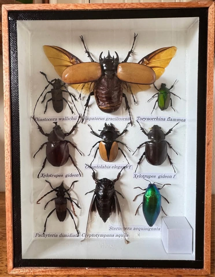 Unique Insect Specimen Display Boxes - photo 2
