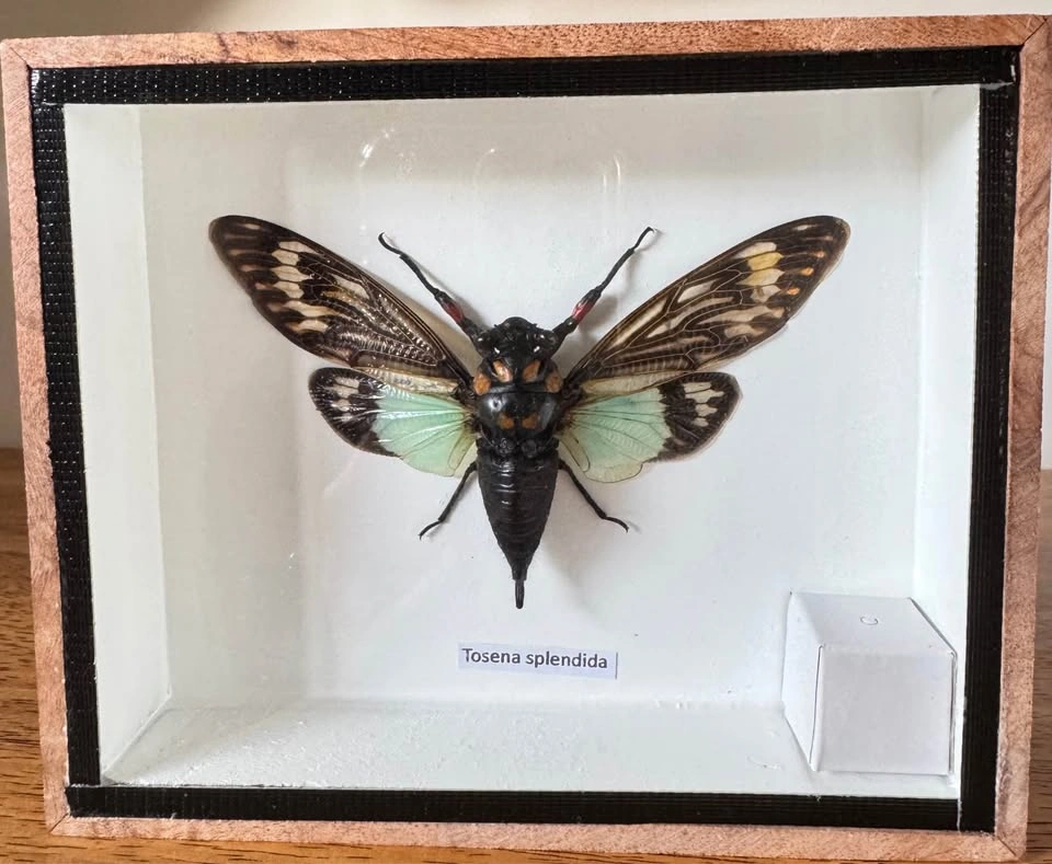 Unique Insect Specimen Display Boxes - photo 3