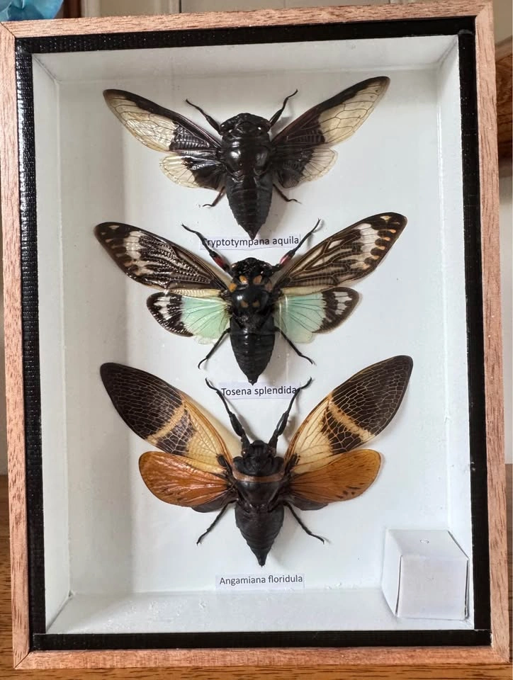Unique Insect Specimen Display Boxes - photo 4