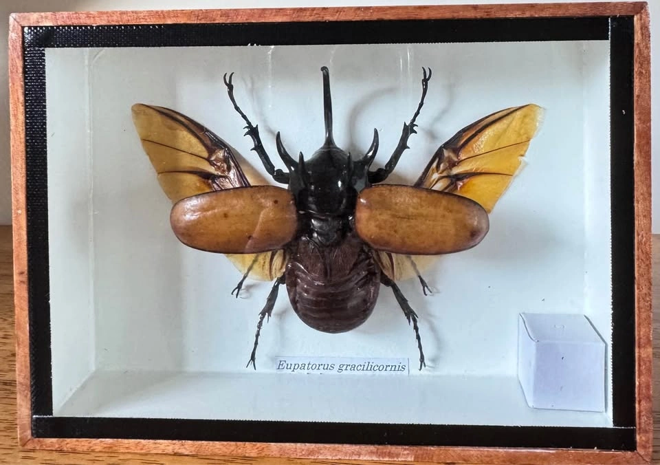 Unique Insect Specimen Display Boxes - photo 5