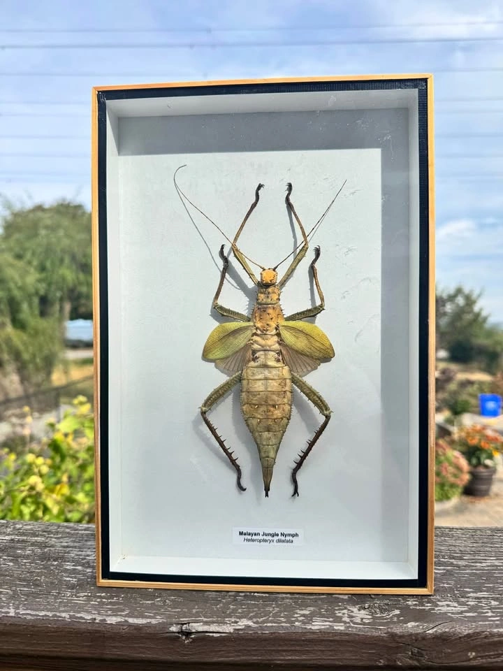 Malayan Jungle Nymph – Framed Insect Specimen – Unique Décor