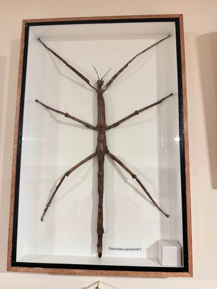 🪲 Framed Stick Bug Specimen – Natural History Display
