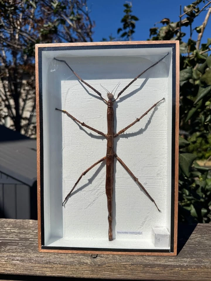 🪲 Framed Stick Bug Specimen – Natural History Display - photo 2