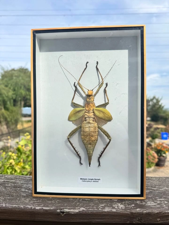 🪲 Framed Stick Bug Specimen – Natural History Display - photo 3