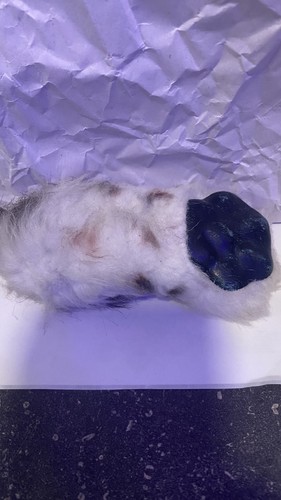 KJ Lyons 2014 OOAK 1/1 Snow Leopard Damaged, Missing Leg - photo 2