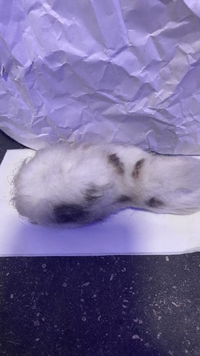 KJ Lyons 2014 OOAK 1/1 Snow Leopard Damaged, Missing Leg - photo 3