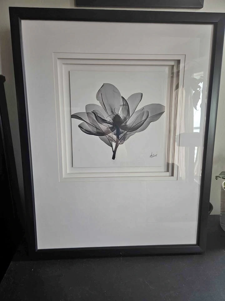 Albert Koetsier Framed X-Ray Flower Art Print/Picture