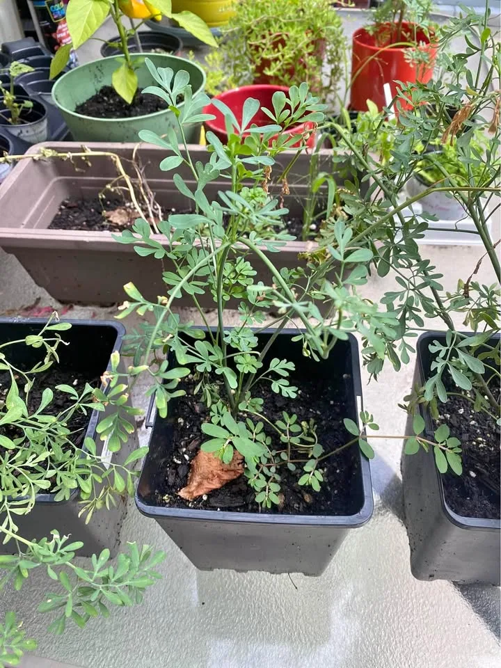 Rue/Ruda plant for Sale🌿 thumbnail