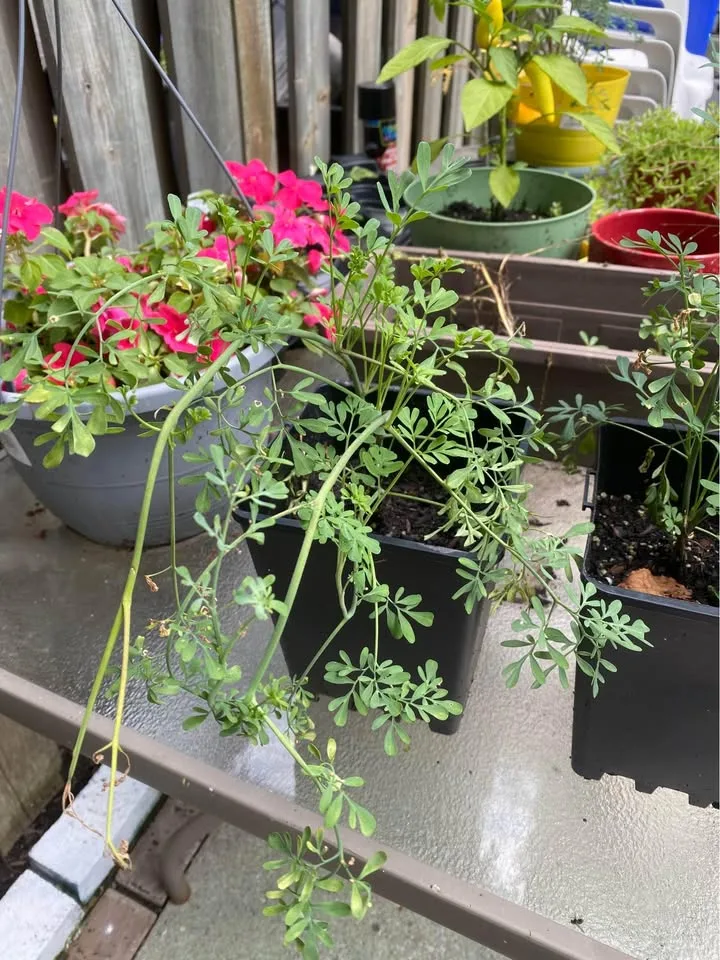 Rue/Ruda plant for Sale🌿 image indicator(2)