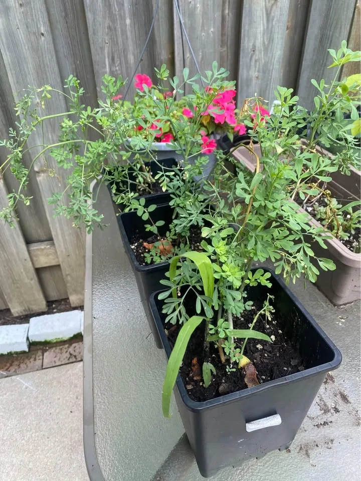 Rue/Ruda plant for Sale🌿 image indicator(3)