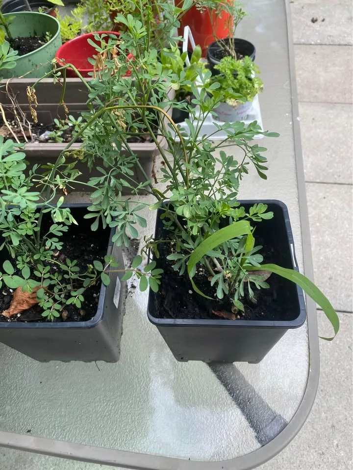 Rue/Ruda plant for Sale🌿 image indicator(4)