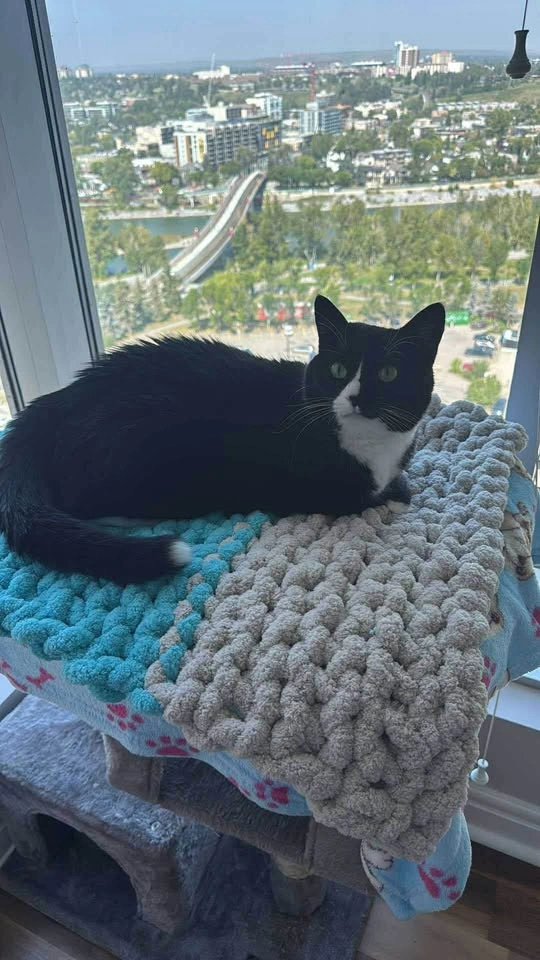 Handmade Chunky Cat Bed - photo 2