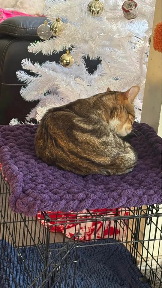 Handmade Chunky Cat Bed - photo 3