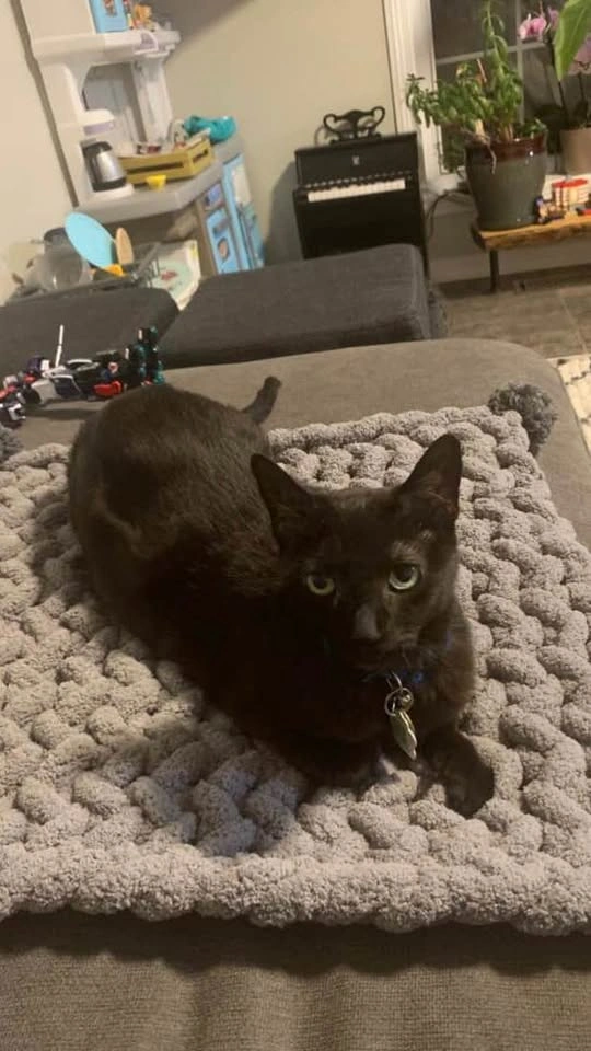 Handmade Chunky Cat Bed - photo 4