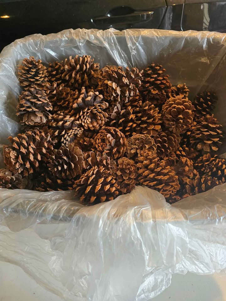 Wedding/Home Decor - Eucalyptus, Pinecones, Lights & More! - photo 3