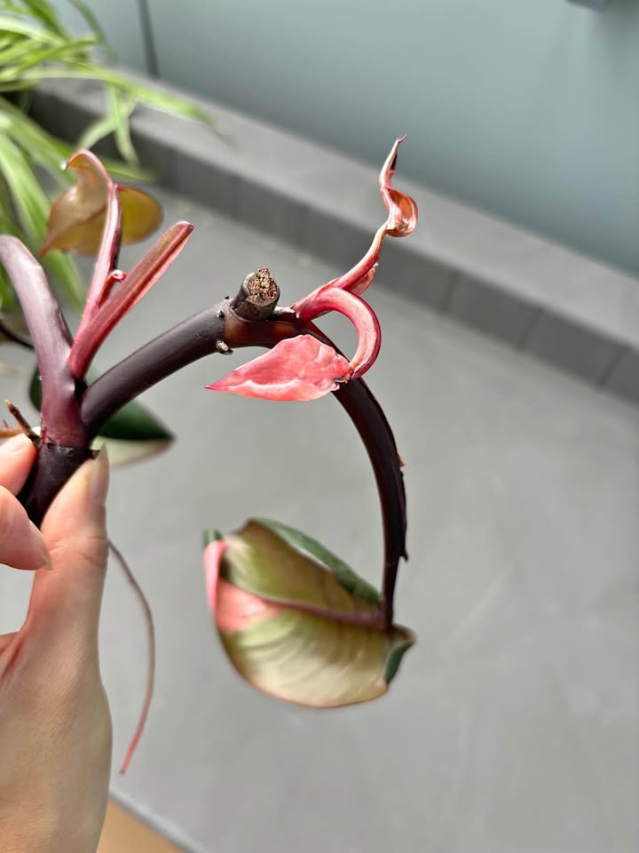 Pink princess rooted cutting
