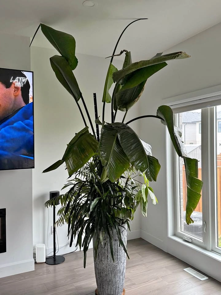 Beautiful tropical large plant and pot