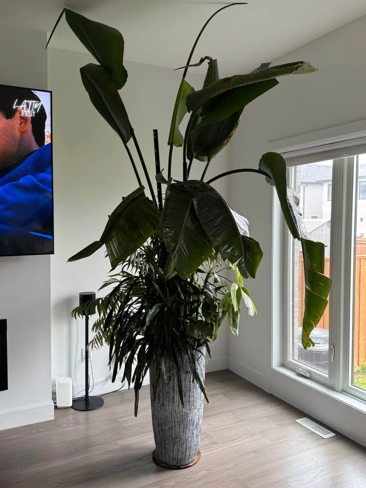 Beautiful tropical large plant and pot - photo 2