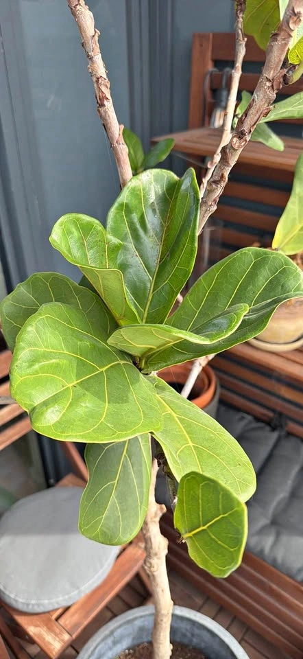 Fig Tree (around 6 ft)