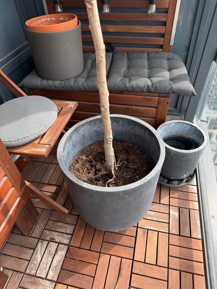 Fig Tree (around 6 ft) - photo 2