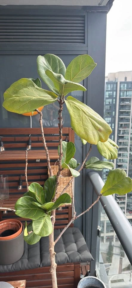 Fig Tree (around 6 ft) - photo 3