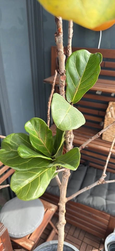 Fig Tree (around 6 ft) - photo 4