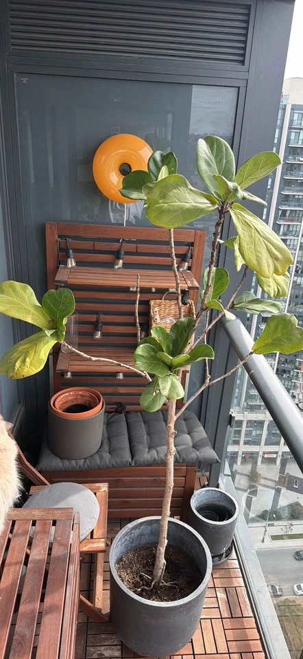 Fig Tree (around 6 ft) - photo 5