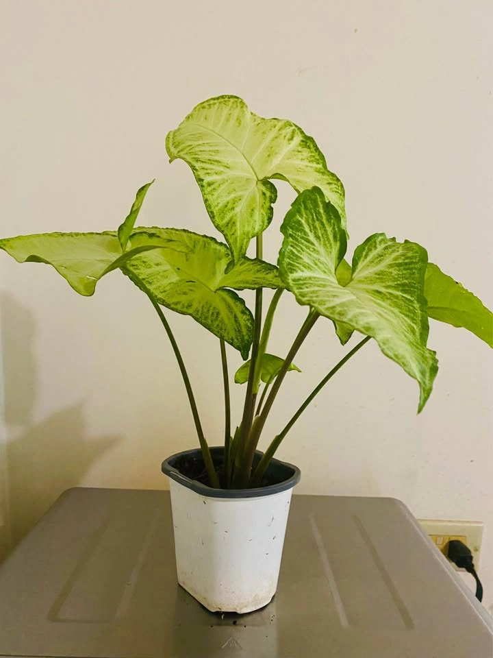 Chinese arrow head plant