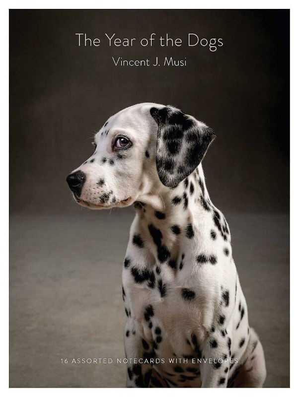 NEW The Year of the Dogs Notecards: 16 Dog Portrait Cards