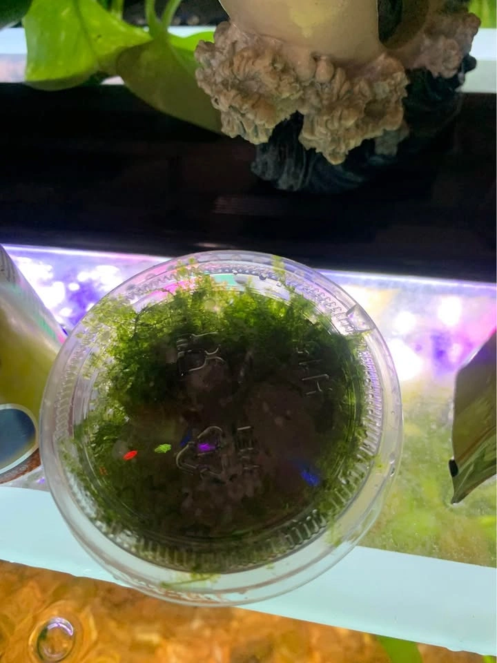 Aquarium plant Christmas moss and red rooting plants - photo 2
