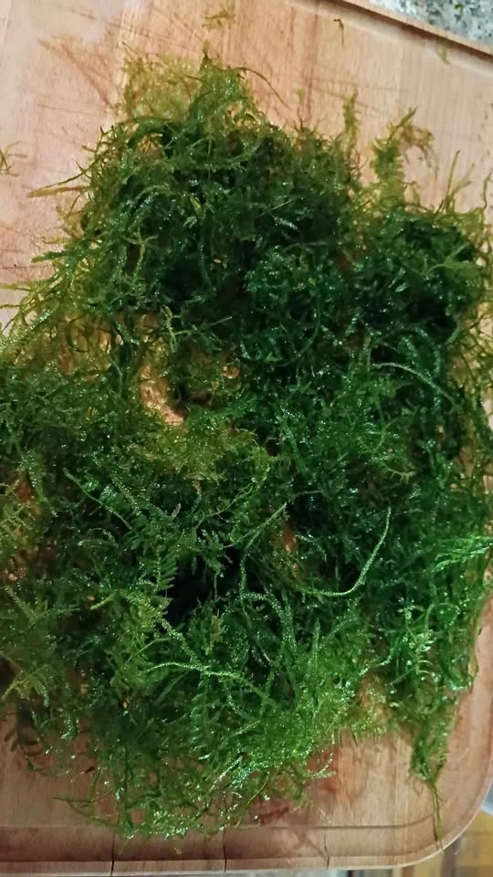 Aquarium plant Christmas moss and red rooting plants - photo 4
