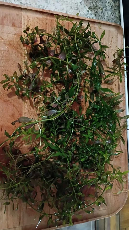 Aquarium plant Christmas moss and red rooting plants - photo 5