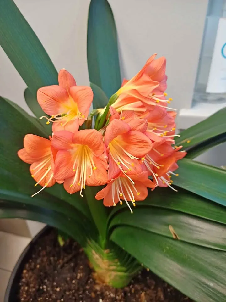 Clivia miniata - Bush Lily thumbnail