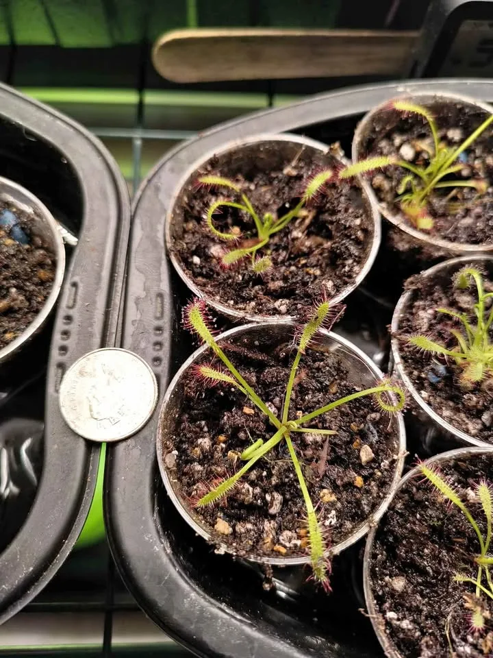 Carnivorous Plants - Drosera Capensis - Cape Sundew thumbnail