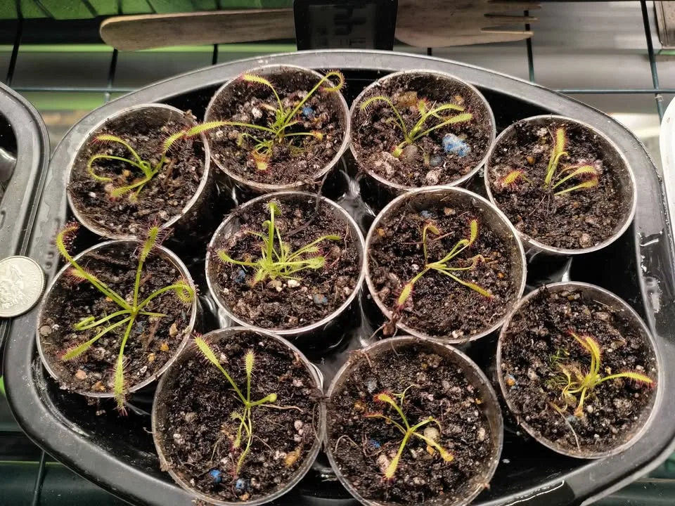 Carnivorous Plants - Drosera Capensis - Cape Sundew image indicator(2)