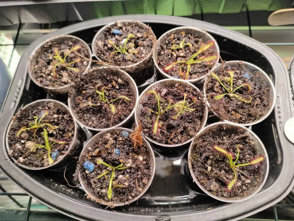 Carnivorous Plants - Drosera Capensis - Cape Sundew image indicator(3)