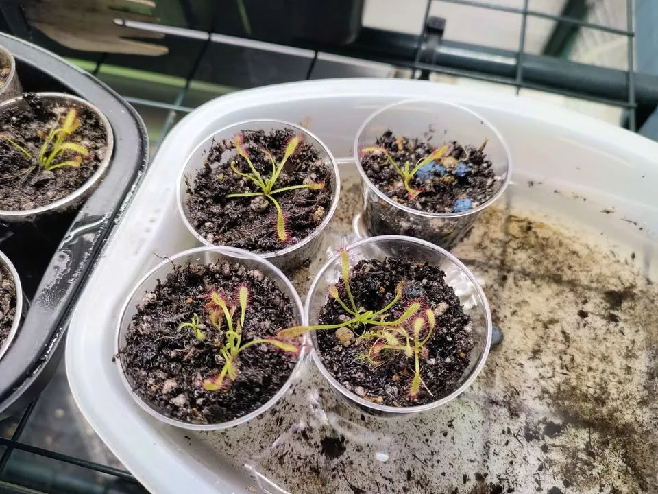 Carnivorous Plants - Drosera Capensis - Cape Sundew image indicator(4)