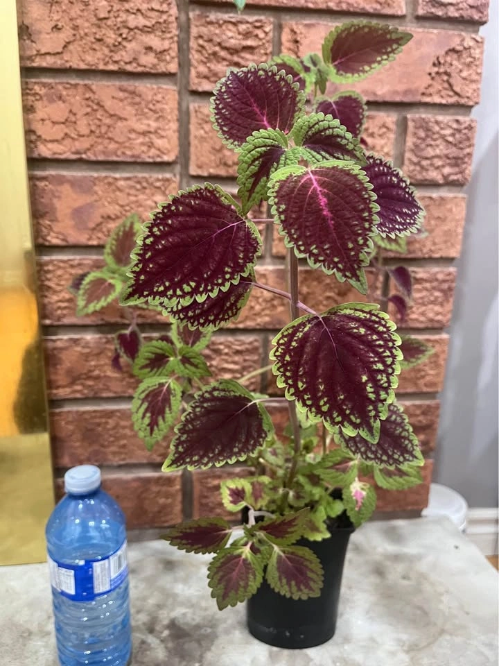 Gorgeous Coleus plant @Mississauga