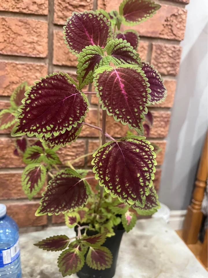 Gorgeous Coleus plant @Mississauga - photo 2